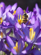 Bee on a stamen.