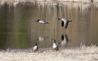 Two geese flying low.
