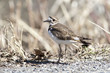 Killdeer by weeds.