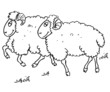 mouton