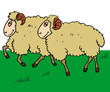 mouton