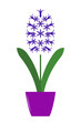 hyacinth in pot