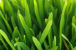 fresh green grass