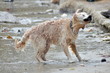 Dog Drying Off