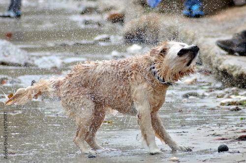 Photo: Dog Drying Off Dog Drying Off