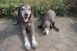 senior pointer sisters, german shorthaired pointers
