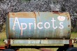 Apricots