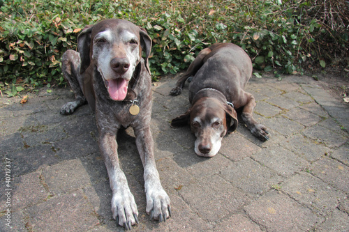 Photo: senior pointer sisters, german shorthaired pointers senior pointer sisters, german shorthaired pointers