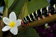 Frangipani caterpillar and flower