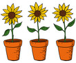 tournesol