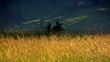 Video: Tall grass, landsacpe Tall grass, landsacpe