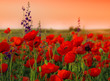 Field of poppies on a sunset