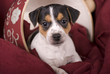 6 Week Old Jack Russell Puppy