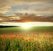 Poppy