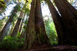 Sequoia