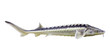 Sturgeon. Isolated over white