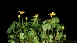 Spring blooms of yellow flowers primroses, timelapse