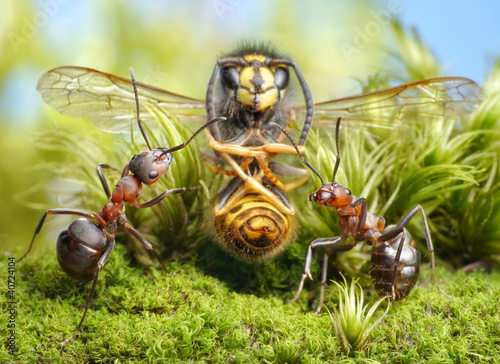 Photo: hunters and dried wasp, focus on ants hunters and dried wasp, focus on ants