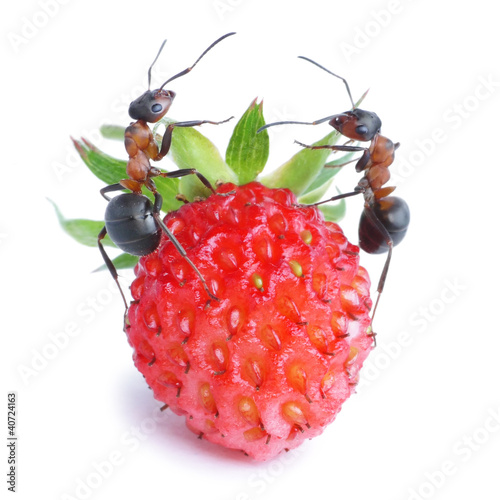 Foto: ants and strawberry ants and strawberry