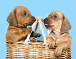 dachshund  puppy