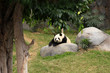 Grand panda bear