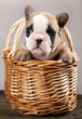 French bulldogs, puppy
