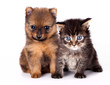 puppy and  kitten