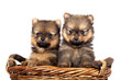 Two Pomeranian Spitz puppy on a white background  in basket