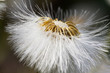 dandelion flower  in sunlight