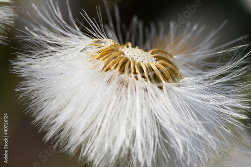 Foto: dandelion flower in sunlight dandelion flower in sunlight
