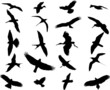 Birds collection silhouette - vector Birds collection silhouette - vector