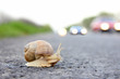 Deadly crossing a road