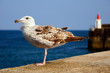 Closeup juvenile herring gull (Larus argentatus)