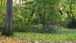 Leaf fall in autumn forest