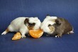 Cochons d'Inde bébés qui mange une clémentine poils longs Shelty Cochons d'Inde bébés qui mange une clémentine poils longs Shelty
