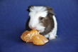 Cochon d'Inde bébé poils longs Shelty havane et blanc Cochon d'Inde bébé poils longs Shelty havane et blanc