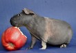 Cochon d'Inde Skinny mange une pomme Cochon d'Inde Skinny mange une pomme