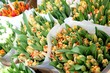 Orange tulips from Amsterdam