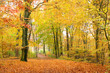 Laubwald im Herbst