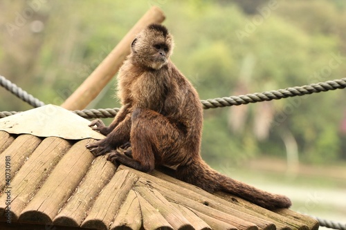 Photo: Macaco caiarara Macaco caiarara