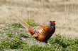 canvas print picture - A common Pheasant