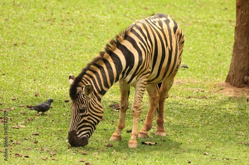 Photo: Zebra de perfil Zebra de perfil