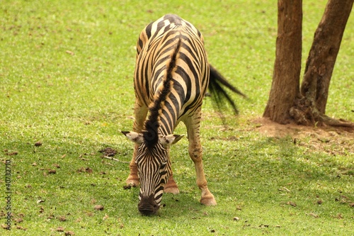 Photo: Zebra comendo grama Zebra comendo grama