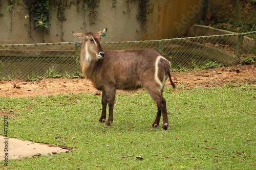 Photo: Waterbuck Waterbuck