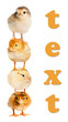 Funny chickens created a pyramid of gymnasts. Isolation.