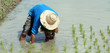 Homme thailandais en riziere