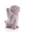 little cat gray british