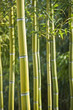 Forêt de bambous Forêt de bambous