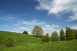 Beerwalder Eiche im Frühling 01