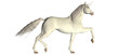 White Unicorn